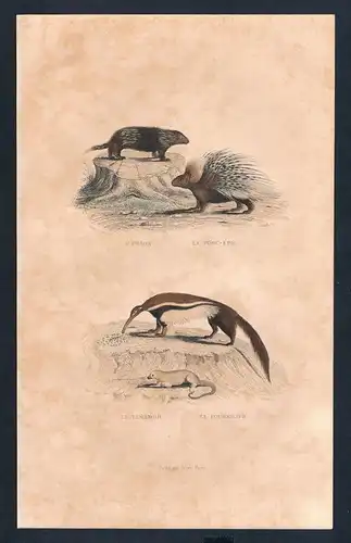 Stachelschwein porcupine Nasenbär animal animals  engraving