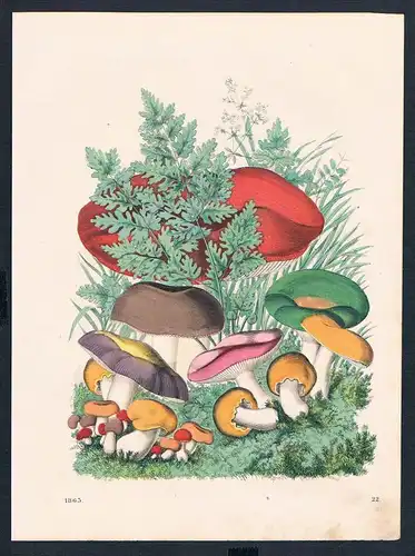 Pilz Pilze Gift mushroom toadstool Schwamm Original engraving