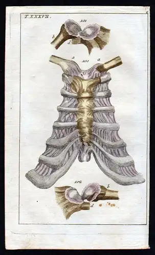 Brustbein sternum ligaments Anatomie anatomy Medizin medicine Kupferstich