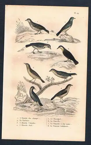Lerche Heidelerche Vögel birds bird  engraving