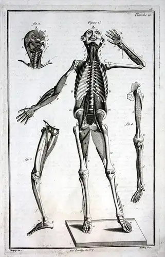 Gerippe Skelett Knochen bones skeleton human muscles Memento Mori Kupferstich engraving antique print