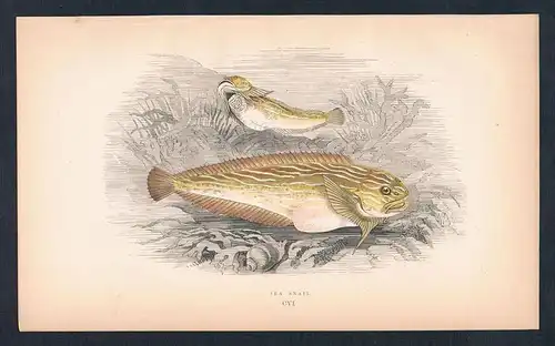 - Meeresschnecke sea snail fish Fisch Fische  Original Graphik