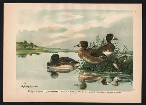 Reiherente Tufted Duck Ente Duck Enten Ducks Farblithographie Naumann
