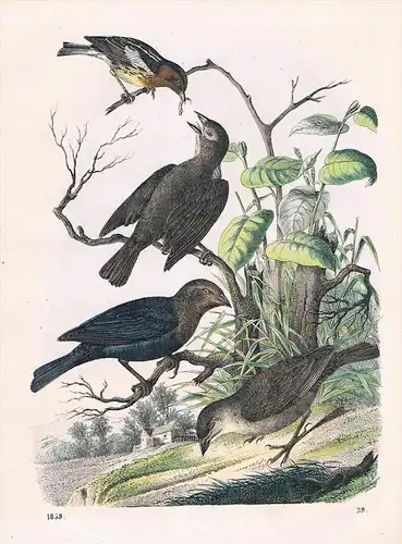 Kuhvogel Sperling Vogel Vögel birds bird Lithographie lithograph