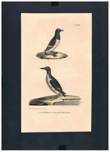 Alkenvögel auks Vogel Vögel bird birds Lithographie Lithograph