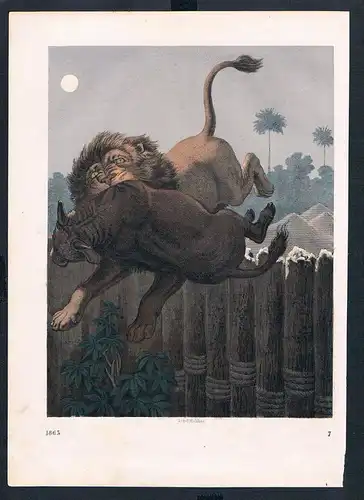 Löwe lion Jagd hunting Beute animal animals Original Druck print