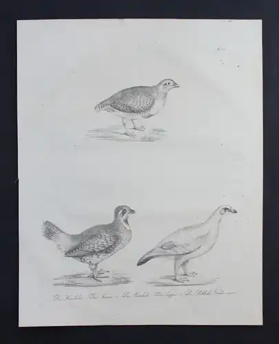 Haselhuhn chicken bird Vogel Inkunabel Lithographie Brodtmann lithograph