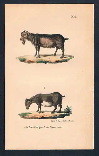 Ziege Ziegen goat Bouc Afrique animal Original Lithographie lithography