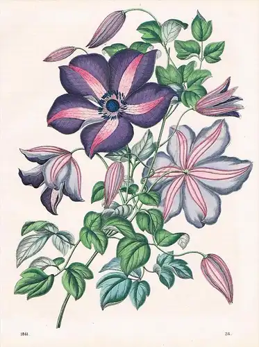 Waldrebe Klematis Blumen Blume - Lithographie lithography