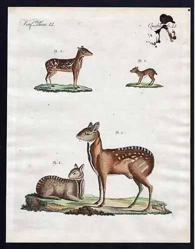 Vierf. Thiere LI - Moschus Thiere - Moschustier Mochushirsch musk deer Hirsch Paarhufer even-toed ungulate Sä