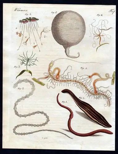 - worm worms Wurm Würmer earthworm leech Bertuch antique print engraving