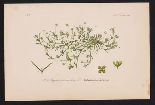 Mastkraut Liegender Knebel Kräuter Heilkräuter herbs herbal Lithographie