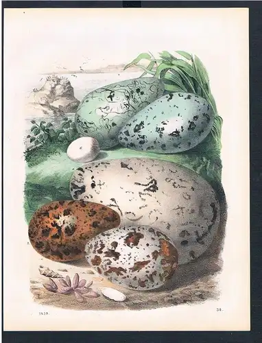 Vogeleier Eier Ei eggs eg Wasservögel water birds Original Lithographie