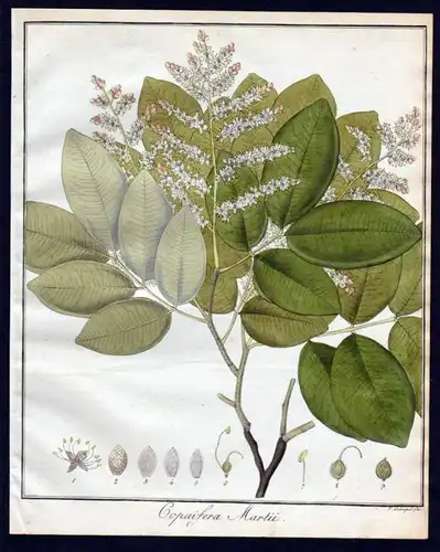 "Copaifera Martii" - Copaifera Baum Botanik botany Kupferstich engraving antique print