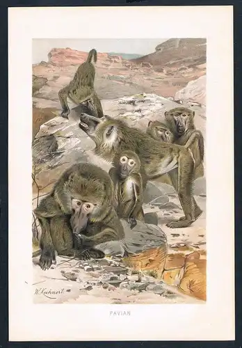 Pavian Affen Affe monkey monkeys Original Farblithographie lithography