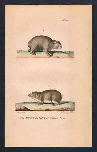 Murmeltier Marmotte Cap animal Original Lithographie lithography
