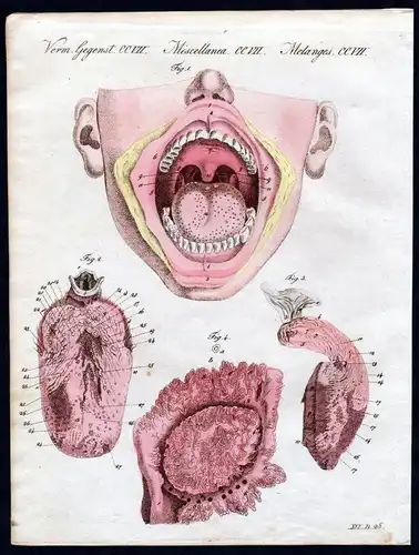 Verm. Gegenst. CCVII - Der Geschmack - Rachen smell Zunge human tongue Mund mouth Anatomie anatomy      / Bild