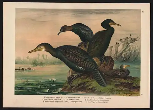 Krähenscharbe Shag Zwergscharbe pygmy cormorant Farblithographie Naumann