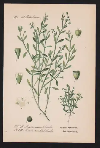 Bach-Quellkraut Montia Kräuter Heilkräuter herbs herbal Lithographie