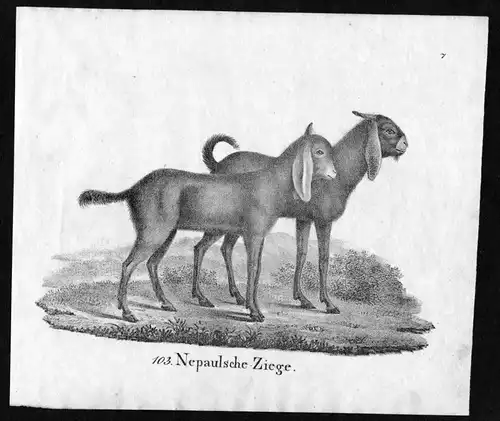 Nepaulsche Ziege Ziegen goat goats Nepal Lithographie