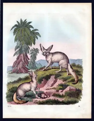 Fuchs Füchse fox Jagd hunting Lithographie lithograph