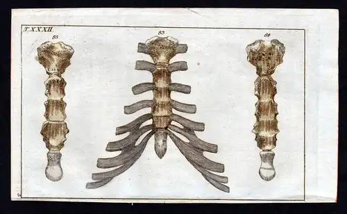 Brustbein sternum Anatomie anatomy Medizin medicine Kupferstich
