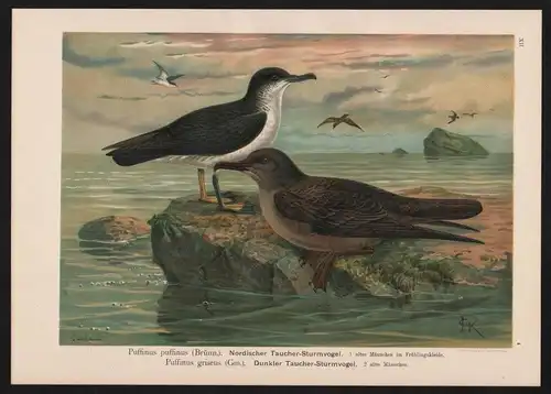 Schwarzschnabel-Sturmtaucher Manx shearwater Farblithographie Naumann