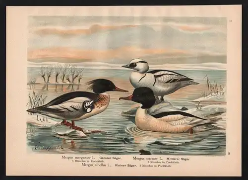 Säger Mergus Ente Enten duck ducks Farblithographie Naumann