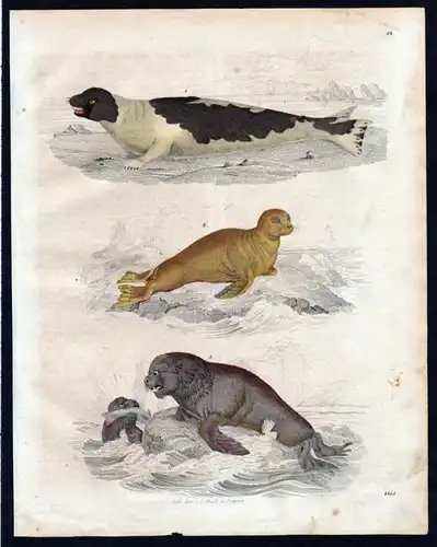 Robben Robbe seal Lithographie lithograph