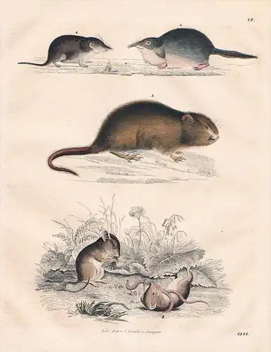 Spitzmaus Maus Mäuse mouse Lithographie lithograph