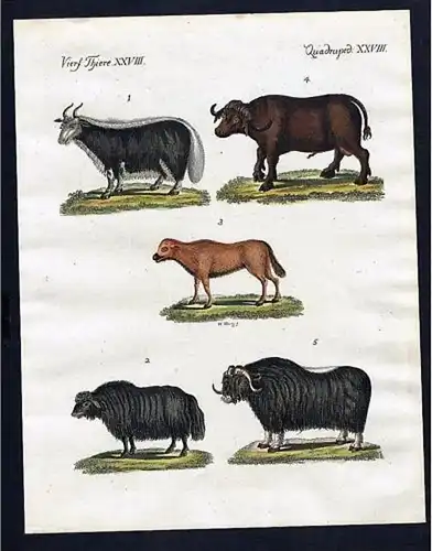 Ochse Büffel Ox Buffalo Kupferstich Bertuch