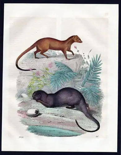Herpestes Mangusten mongoose Lithographie lithograph