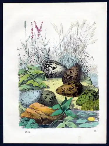Kiebitz Northern lapwing Ei Eier egg eggs Vogel bird Lithographie lithograph