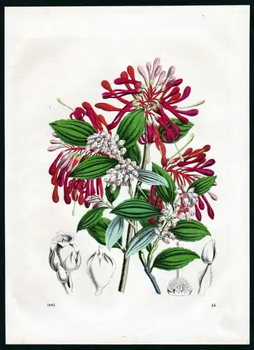 Blüten Blumen Sträucher flowers Botanik botany Lithographie lithograph