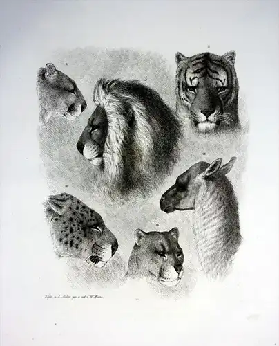 Tier Köpfe Tiger Löwe Puma tiger lion head Radierung etching