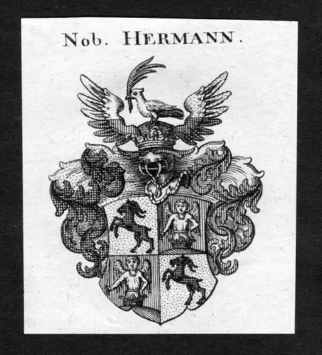Hermann - Hermann Wappen Adel coat of arms heraldry Heraldik Kupferstich