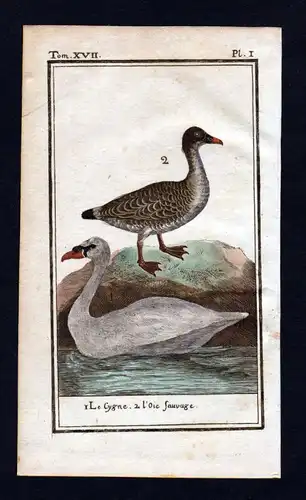 Le cygne .. - Schwan swan cygne animal Tier gravure Kupferstich