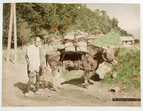 Carrying manure on ox back. / Dünger / Ochse / tragen / Japan