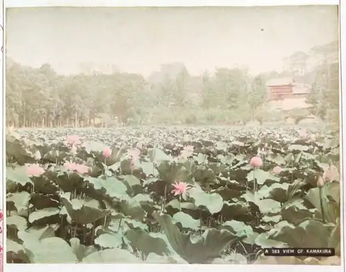 View of Kamakura. / Japan / Kanagawa / flowers / Blumen