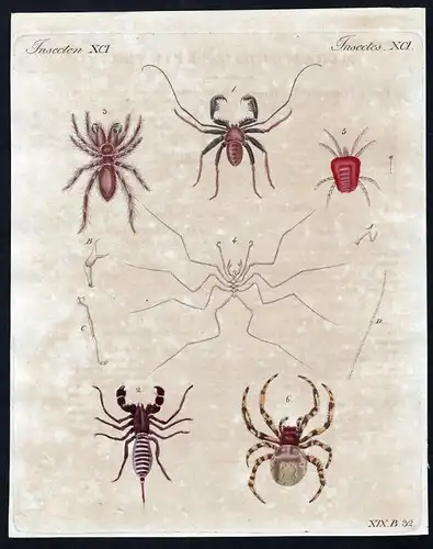 Insecten XCI - Spinne spider Spinnen spiders Milbe mite Insekten insects Kupferstich Bertuch antique print Phr