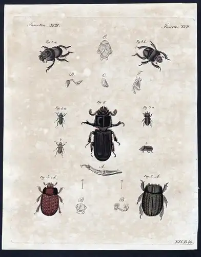 Insecten XCII - bug Käfer beetle Insekten insects Kupferstich Bertuch antique print Zwiebelhornkäfer Gries-Erd