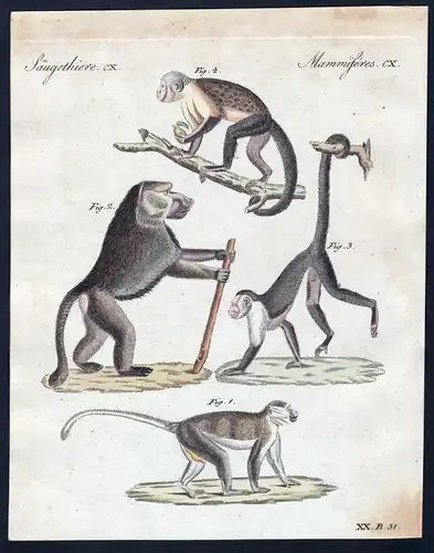 Säugethiere CX - Affen monkeys monkey Affe Säugetier Kupferstich Bertuch antique print Grivet Schacma Sajou Sa