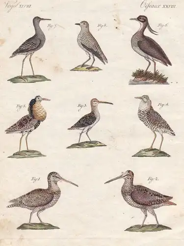 Vögel XXVIII - Waldschnepfe woodcock Kiebitz Strandläufer calidris Vogel bird Vögel birds Bertuch Kupferstich