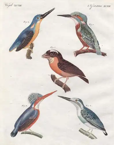 Vögel XCVIII - Eisvogel Common kingfisher Madagaskarzwergfischer malagasy kingfisher Vogel bird Vögel birds Be