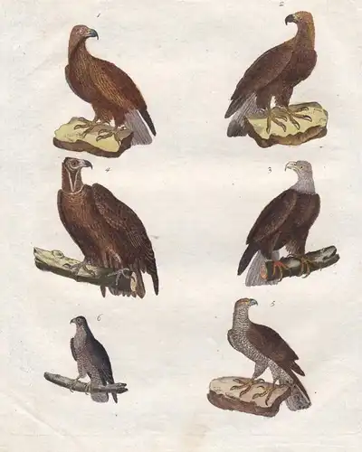 Vögel V - Adler eagle Falke hawk Geier vulture Habicht Vogel bird Vögel birds Bertuch Kupferstich copper engra
