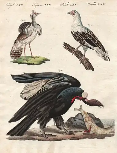 Vögel LXV - Geier vulture Kondor condor Südamerika South America Angola Kragentrappe Houbara Bustard Vögel bir