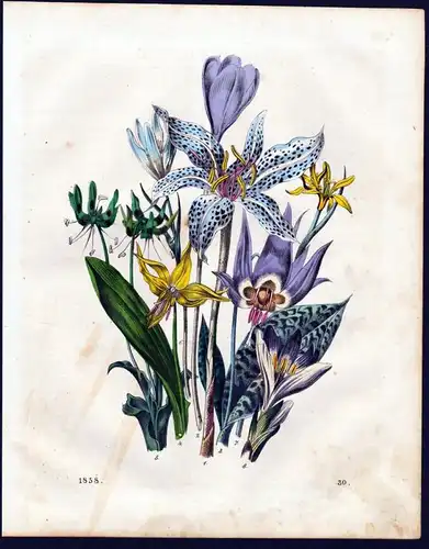 Zwiebelgewächs Lauchgewächs Botanik allioideae botany Lithographie lithograph
