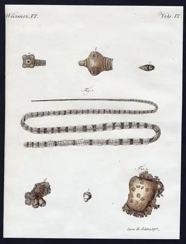 Würmer VI - Bandwurm tapeworm Würmer worms worm Wurm Kupferstich Bertuch antique print Menschen-Vielkopf