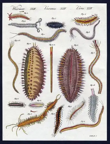 Würmer XXII - Würmer worms Wurm worm Kupferstich Bertuch antique print Nereide Bänder-Nereide Polydore Seeraup