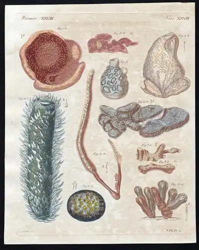 Würmer XXVIII - worms Wurm Würmer worm Mollusken Kupferstich Bertuch antique print Distoma Sigilline Didemnum